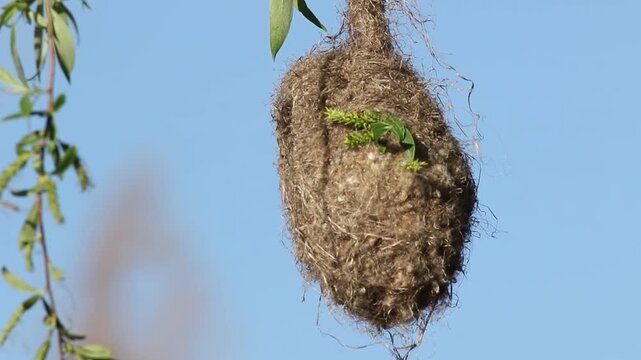 Slow motion: Eurasian Penduline Tit hanging nest swaying on willow branch against blue sky