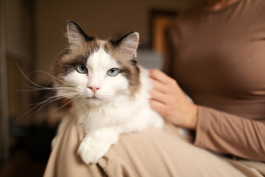 Ragdoll cat sitting on woman's lap while lady owner gently petting it, closeup shot