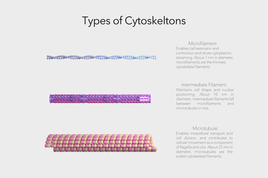 Labeled 3D diagram of cytoskeleton types showing microfilaments, intermediate filaments, and microtubules with distinct structure and diameter.