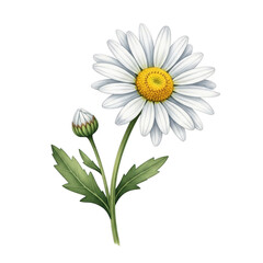 Fototapeta premium A single daisy flower with a yellow center and white petals growing from the ground. isolated on transparent background