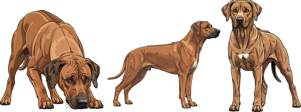 Rhodesian Ridgeback dog sniffing ground standing alert side profile pose set