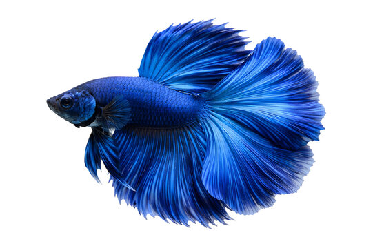 Blue Betta Fish Isolated on White Background, Siamese Fighting Fish with Flowing Fins