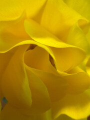 Obraz premium closeup of yellow anemone flower petals 