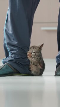Kitten attack and bite owners leg