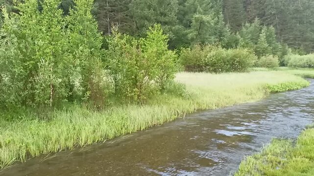 A row of young trees on the bank of a narrow mountain river flowing along a dense coniferous forest on a summer morning. The Myonka River, Altai, Siberia, Russia.