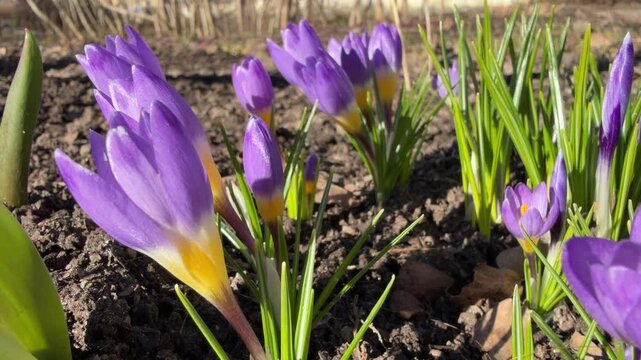 delicate purple crocus flowers in the sunlight on a blurred spring background in close-up. beautiful delicate early spring flowers. highlights and bokeh, swaying in the wind.