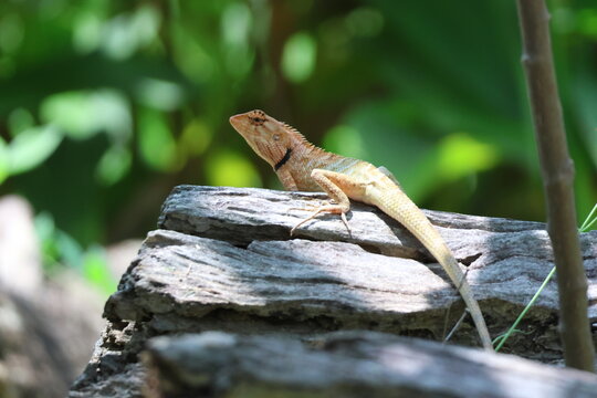 L&eacute;zard Calotes versicolor sur rocher en lumi&egrave;re naturelle