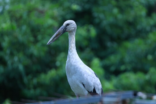 Bec ouvert indien Anastomus oscitans portrait en environnement naturel