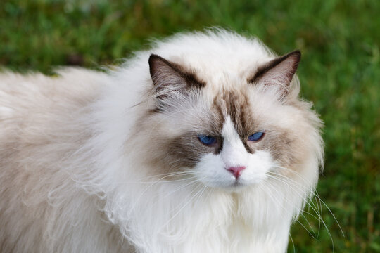 Muppets playing in the grass and desert.