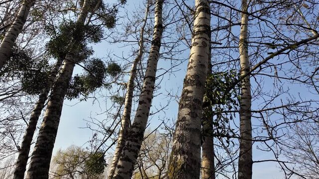 Common mistletoe growing on tall birch tree trunks against a clear blue sky, parasitic plant in tree crowns, woodland landscape in early spring with natural botanical details.
