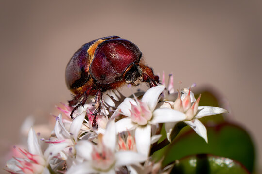 Nashornk&auml;fer (Oryctes nasicornis) M&auml;nnchen auf Bl&uuml;ten des Geldbaum (Crassula ovata) - Tetir, Fuerteventura