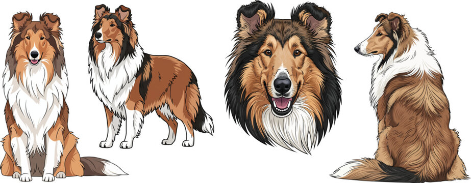 Rough Collie dog standing sitting rear view smiling headshot pose set