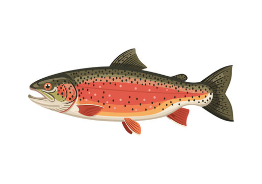 Vibrant illustration of a rainbow trout fish with detailed scales and fins