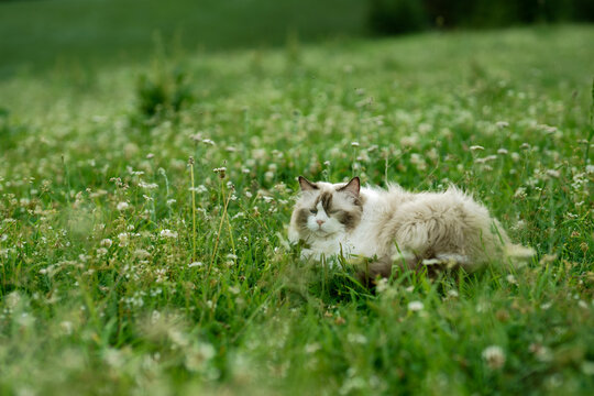 Muppets playing in the grass and desert.