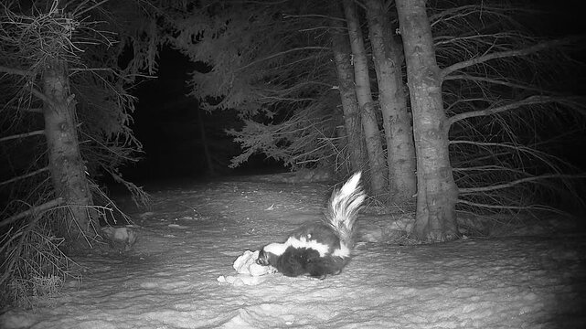 Black and white infrared footage of a striped skunk feeding on a carcass in a frozen winter forest. The nocturnal animal scavenges on snow under pine trees. Authentic wildlife trail cam clip.