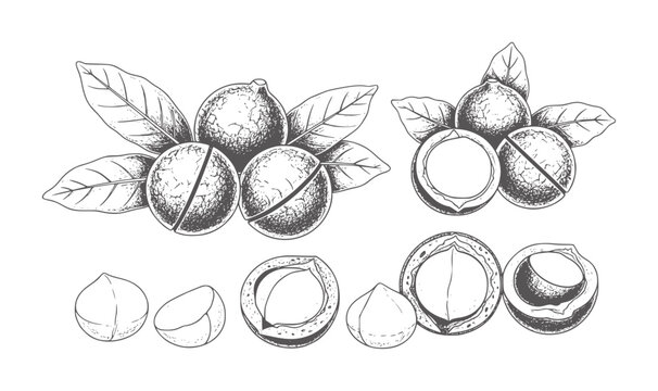 Hand drawn macadamia nuts with leaves and shells shown whole and halved food healthy