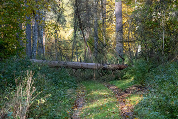 Fototapeta premium A fallen tree lies across a forest path, Bialowieza Forest, Poland