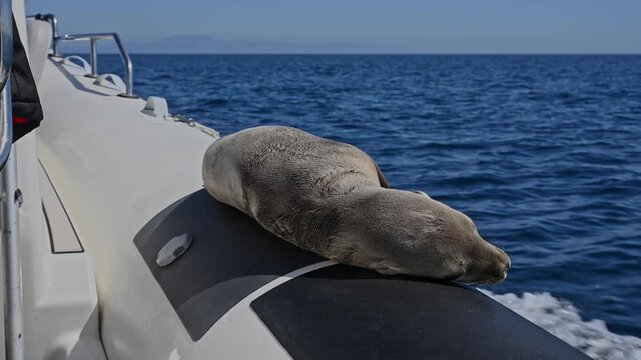 Very young sea lion resting on tube of moving boat with audio.