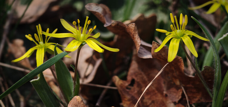 Yellow Gagea lutea flowers blooming among dry leaves in forest. Early spring wildflower scene with natural textures and soft light.