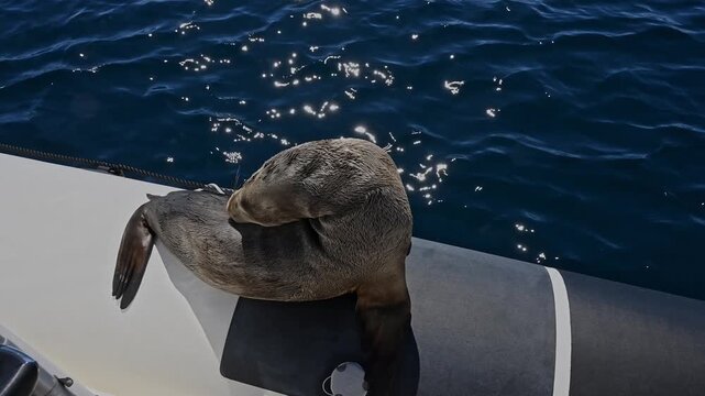 Very young sea lion on tube of boat scratching herself.
