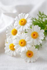 Obraz premium Chamomile daisy flowers bouquet with yellow center on soft white background with natural light
