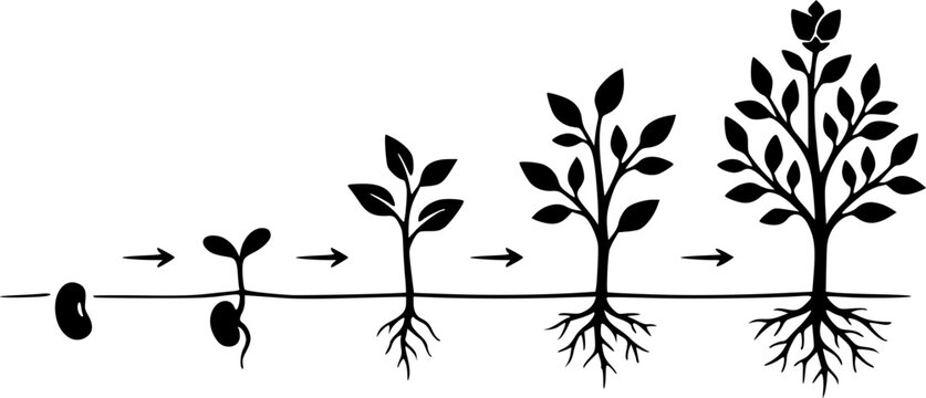 Plant growth stages depicted in a minimalist black silhouette &ndash; Black Vector Illustration