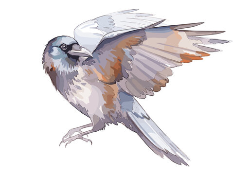 Watercolor illustration of a blue jay bird with wings spread in motion