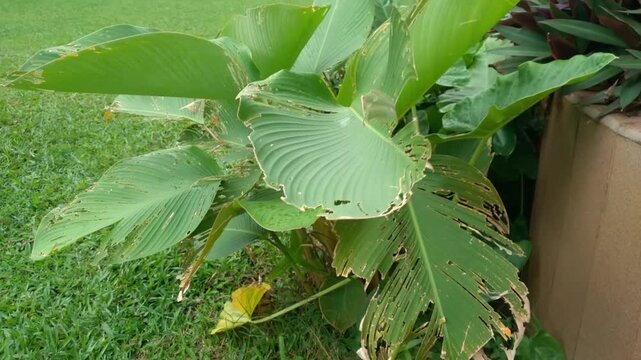 Beautiful Calathea lutea or Banana calathea blowing in the breeze in the garden. Also called meranti sepat pisang, Cuban cigar, pampano. Natural background
