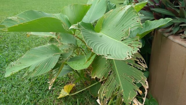 Calathea lutea grows well in gardens. Its leaves sway in the gentle breeze. This plant is also called Meranti sepat pisang or Banana calathea