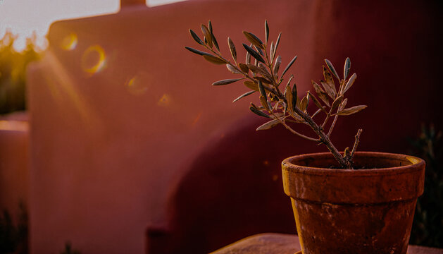 small potted olive tree on terracotta pot outdoors