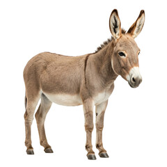 Fototapeta premium Cute Donkey Standing Isolated on White Background