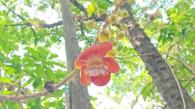 Vibrant yellow Saraca flowers blooming naturally in a meditation forest garden, creating a serene and peaceful atmosphere.