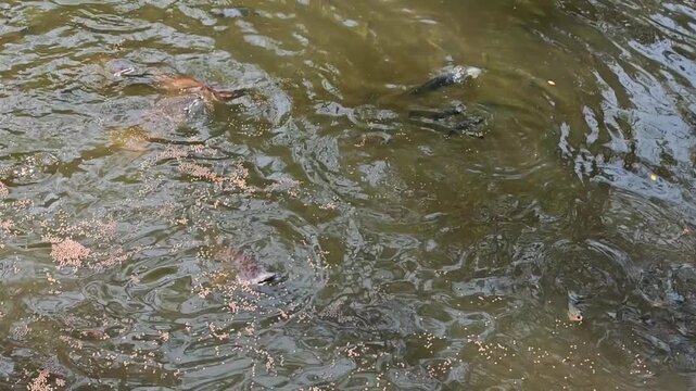  feed fish from feeding food on water