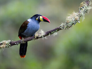 Fototapeta premium Black-billed Mountain-Toucan Perched on Mossy Branch in Cloud Forest