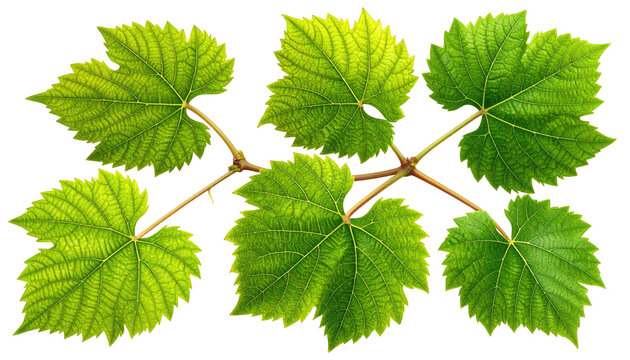 Close-up of a cluster of vibrant green grape leaves arranged in a symmetrical pattern on thin stems