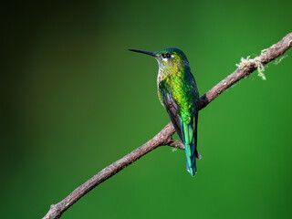Fototapeta premium Female Long-tailed Sylph Hummingbird Perched on Mossy Branch