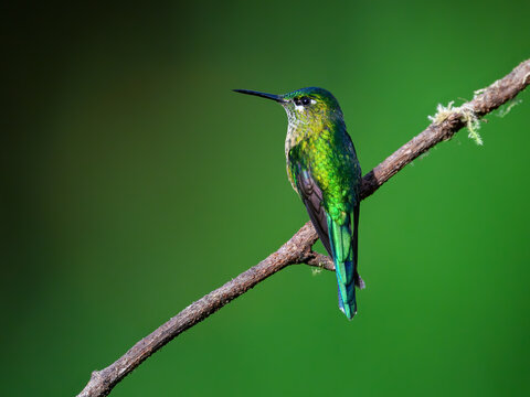 Female Long-tailed Sylph Hummingbird Perched on Mossy Branch