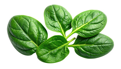 Fototapeta premium Cluster of vibrant green spinach leaves against black background, light highlighting crisp texture and natural shapes