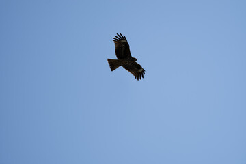 Fototapeta premium Two Black Kites soaring in a clear blue sky, wild birds of prey in flight