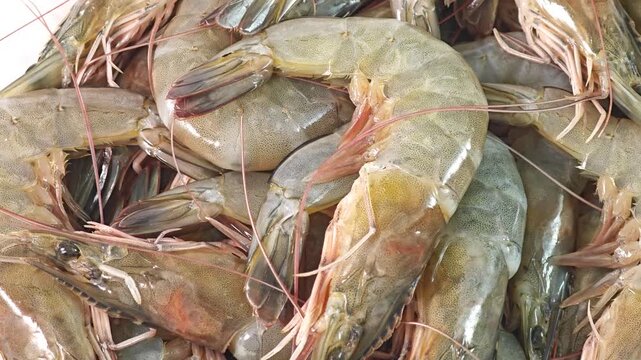 fresh shrimp as seafood background