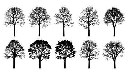 Obraz premium Ash Tree Silhouette Set Elegant Forest Vector Illustration Collection