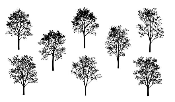 Minimal Ash Tree Silhouettes Natural Forest Vector Element Set