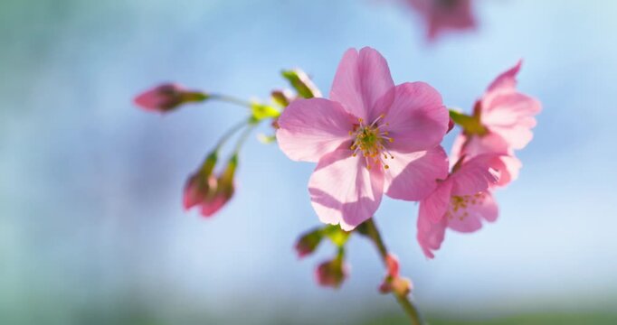 Pink Cherry Blossoms Against Blue Sky