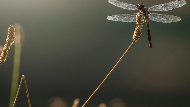 photo natue libellule