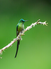 Fototapeta premium Male Long-tailed Sylph Hummingbird Perched on Lichen Covered Branch