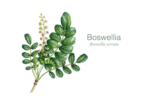Boswellia tree leaves with flowers watercolor illustration on white background. Hand drawn boswellia serrata medicinal plant natural healthcare vintage style botanical illustration
