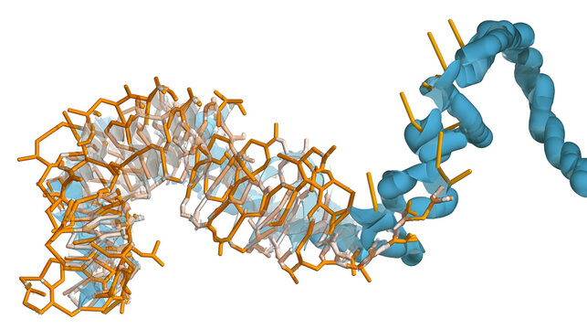 Longitudinale Darstellung einer PNA-gesteuerten Stranginvasion