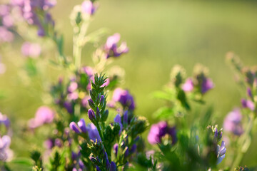 Obraz premium Close-up of purple alfalfa flowers (Medicago sativa) against a blurred field background.