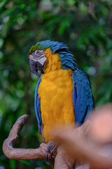 Fototapeta premium High-resolution photo of a [parrot species] in natural or semi-natural setting. Ideal for educational, travel, conservation, or decorative use