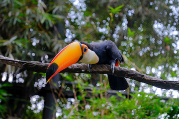 Fototapeta premium Toco Toucan on Branch – Colorful Tropical Bird in Rainforest